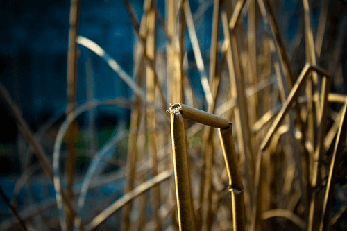 Broken reed