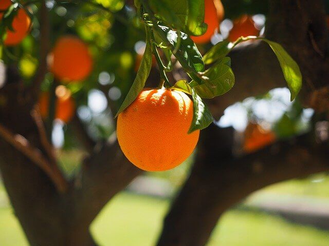 árbol bueno solo da fruto bueno