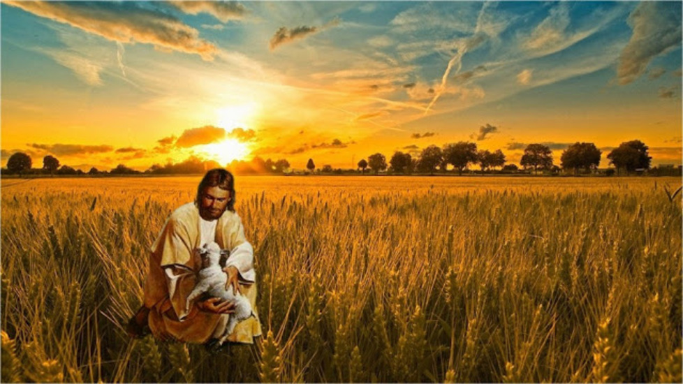 Jesús cosecha